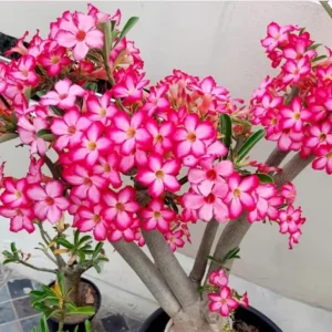 Set of 2 Pink Desert Rose Live Plants (Adenium obesum) 4-6" Tall - Indoor/Outdoor Flower Plant - Image 1