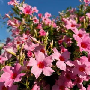 Set of 2 Pink Mandevilla Live Plants – 4-6