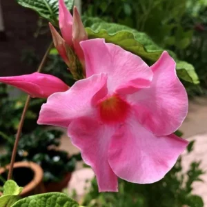 Set of 2 Pink Mandevilla Live Plants – 4-6