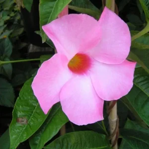 Set of 2 Pink Mandevilla Live Plants – 4-6