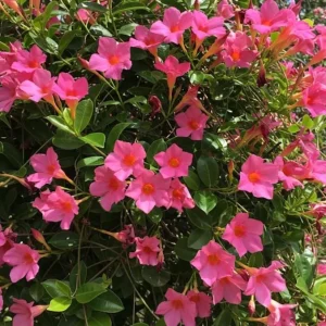 Set of 2 Pink Mandevilla Live Plants – 4-6