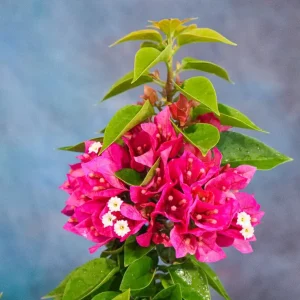 Set of 2 Pixie Pink Bougainvillea Live Plants – Dwarf, 4-6