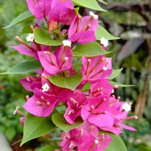 Set of 2 Pixie Pink Bougainvillea Live Plants – Dwarf, 4-6