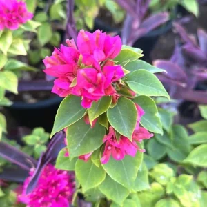 Set of 2 Pixie Pink Bougainvillea Live Plants – Dwarf, 4-6