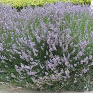 Set of 2 Provence Lavender Live Plants - 4-6