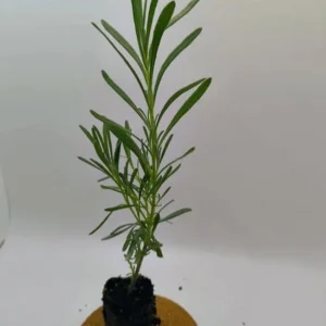 Set of 2 Provence Lavender Live Plants - 4-6