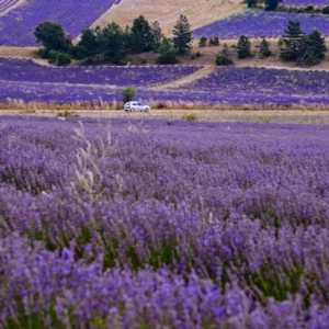 Set of 2 Provence Lavender Live Plants - 4-6