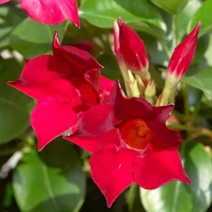 Set of 2 Red Mandevilla Live Plants – 4-6