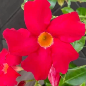 Set of 2 Red Mandevilla Live Plants – 4-6