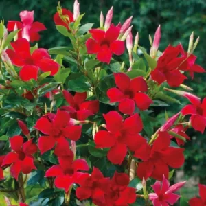 Set of 2 Red Mandevilla Live Plants – 4-6
