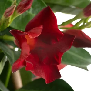 Set of 2 Red Mandevilla Live Plants – 4-6