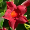 Set of 2 Red Mandevilla Live Plants – 4-6" Tall Tropical Vines for Garden - Image 1