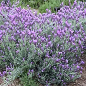 Set of 2 Spanish Eyes Lavender Live Plants - 4-6