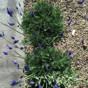 Set of 2 Spanish Eyes Lavender Live Plants - 4-6