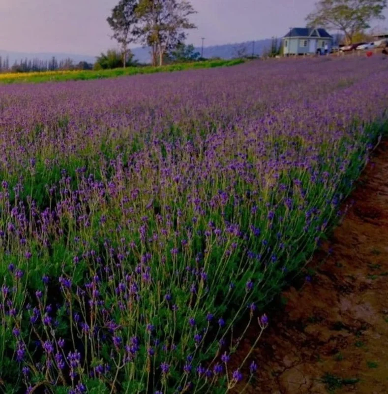 Set of 2 Spanish Eyes Lavender Live Plants - 4-6" Tall - Fragrant Perennial Flowers - Indoor/Outdoor - Image 1