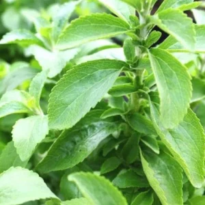 Set of 2 Stevia Live Plants – Sweet Leaf Herb 2-5