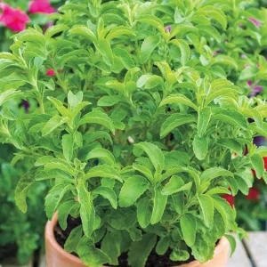 Set of 2 Stevia Live Plants – Sweet Leaf Herb 2-5