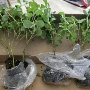 Set of 2 Stevia Live Plants – Sweet Leaf Herb 2-5