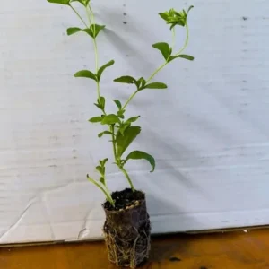 Set of 2 Stevia Live Plants – Sweet Leaf Herb 2-5