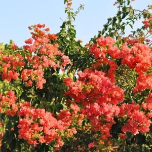 Set of 2 Sundown Orange Bougainvillea Live Plants - 4-6