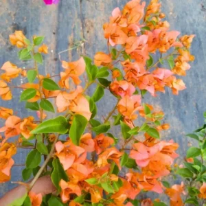 Set of 2 Sundown Orange Bougainvillea Live Plants - 4-6