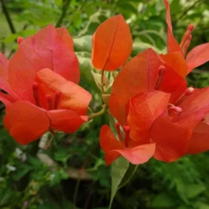 Set of 2 Sundown Orange Bougainvillea Live Plants - 4-6