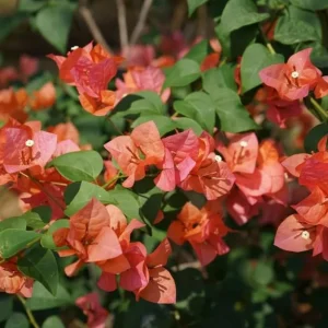 Set of 2 Sundown Orange Bougainvillea Live Plants - 4-6