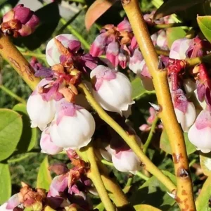 Set of 2 Sunshine Blueberry Live Plants, 4-6