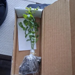 Set of 2 Sunshine Blueberry Live Plants, 4-6