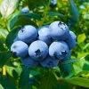 Set of 2 Sunshine Blueberry Live Plants, 4-6" Tall, Pollinator Friendly Fruit Plant, Outdoor Garden - Image 1
