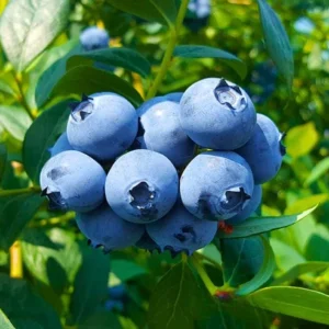 Set of 2 Sunshine Blueberry Live Plants, 4-6