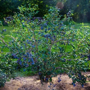 Set of 2 Sunshine Blueberry Live Plants, 4-6