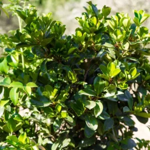 Set of 2 Surinam Cherry Live Plants - Eugenia uniflora - 3-5