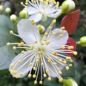 Set of 2 Surinam Cherry Live Plants - Eugenia uniflora - 3-5