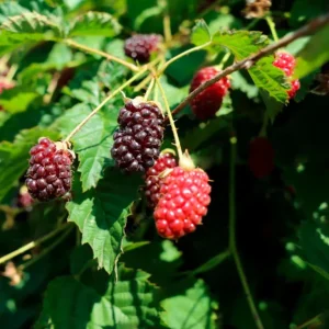 Set of 2 Sweet Boysenberry Live Plants - Starter Plants 4-6