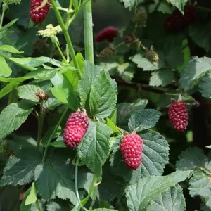 Set of 2 Sweet Boysenberry Live Plants - Starter Plants 4-6