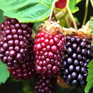 Set of 2 Sweet Boysenberry Live Plants - Starter Plants 4-6