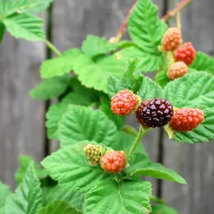 Set of 2 Sweet Boysenberry Live Plants - Starter Plants 4-6