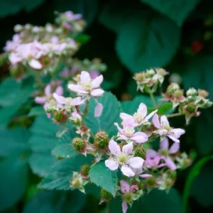 Set of 2 Sweet Boysenberry Live Plants - Starter Plants 4-6
