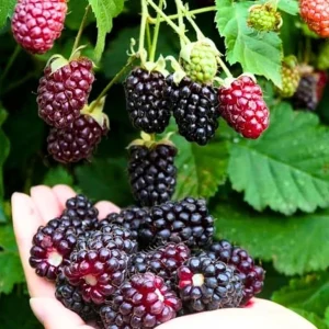 Set of 2 Sweet Boysenberry Live Plants - Starter Plants 4-6