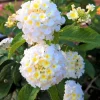 Set of 2 Trailing White Lantana Live Plants – 4-6” Tall – No Pot – Groundcover - Image 1