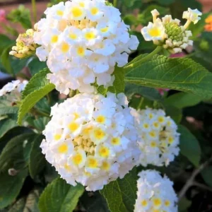 Set of 2 Trailing White Lantana Live Plants – 4-6” Tall – No Pot – Groundcover - Image 1