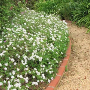 Set of 2 Trailing White Lantana Live Plants – 4-6” Tall – No Pot – Groundcover - Image 6