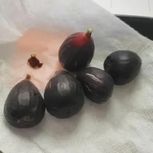 Set of 2 Violette de Bordeaux Fig Live Plant – 4-6