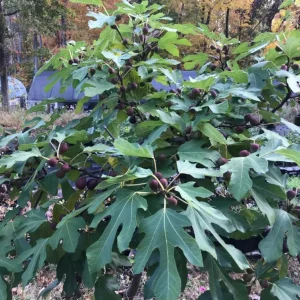 Set of 2 Violette de Bordeaux Fig Live Plant – 4-6