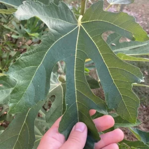 Set of 2 Violette de Bordeaux Fig Live Plant – 4-6