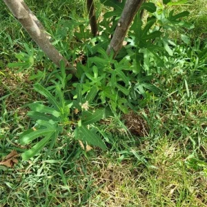 Set of 2 Violette de Bordeaux Fig Live Plant – 4-6