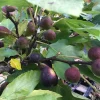 Set of 2 Violette de Bordeaux Fig Live Plant – 4-6" Tall – Cold Hardy Edible Fruit Tree - Image 1