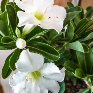 Set of 2 White Desert Rose Live Plants – Adenium Obesum – 4-6