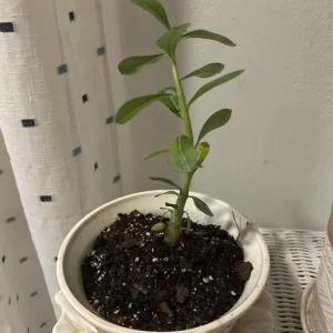 Set of 2 White Desert Rose Live Plants – Adenium Obesum – 4-6